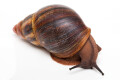 Archachatina marginata suturalis 1b adult, 11cm